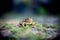 Frog on the ground, between the leaves. Common toad in the natural environment. Bufo bufo.