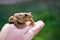 Frog in hand