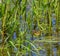 Frog hidden among the reeds