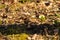 Frog hidding in a forest soil. Close up of an amphibian in it`s nature habitat