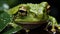 Frog Hiding from Rain under a Leaf. Generative AI