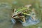 Frog Indian Bullfrog puddle green algae