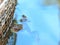 Frog inside the pong water with sky reflection