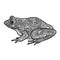 Frog isolated. Black and white ornamental doodle frog illustration with zentangle decorative ornament