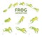 Frog jumping animation. Various keyframes for green animal