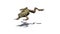 Frog jumps forward with shadow on the floor