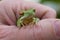 Frog, La Pampa, Argentina