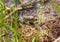 The frog in a lake water. Head of a Marsh frog on a nature habitats background