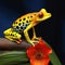 Frog on leaf. Close-up of an Australian green tree frog.