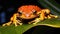 Frog on leaf. Close-up of an Australian green tree frog.