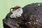 A frog leg beetle is foraging on rotting coconuts overgrown with fungus.