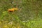 A frog leg beetle is sunbathing on the bush before starting his daily activities.