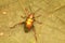 A frog leg beetle is walking on dry leaves.