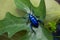 Frog Legged Leaf Beetle Sagra buqueti