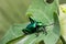 Frog Legged Leaf Beetle Sagra buqueti