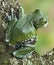 Frog Leptopelis vermiculatus