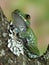 Frog Leptopelis vermiculatus