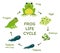 Frog life cycle educational poster template with arrows and place for text vector flat illustration