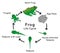 Frog life cycle infographic diagram including lifecycle stages