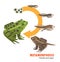 Frog life cycle metamorphosis