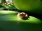 Frog on Lily Pad