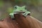 Frog Litoria caerulea