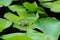 Frog on the Lotus Leaf