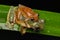 Frog Maiting in Borneo , Close-up of Frog Maiting , Borneo Masked tree frog on maiting