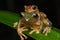 Frog Maiting in Borneo , Close-up of Frog Maiting , Borneo Masked tree frog on maiting