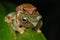 Frog Maiting in Borneo , Close-up of Frog Maiting , Borneo Masked tree frog on maiting