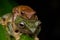 Frog Maiting in Borneo , Close-up of Frog Maiting , Borneo Masked tree frog on maiting