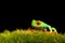 Frog on moss isolated black