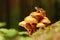 Frog on mushroom