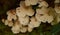 Frog Mushrooms, Mycena Mushrooms Close-up