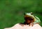 Frog on my hand