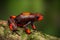 Frog Oophaga histrionica, a red bullseye poison dartfrog