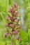 Frog Orchid