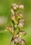 Frog Orchid