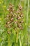 Frog Orchid