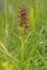 Frog Orchid