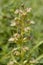 Frog Orchid - Coeloglossum virde