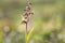 Frog orchid, Coeloglossum viride starting blooming