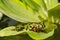 Frog Oriental fire-bellied toad Bombina orientalis sitting on green leaf