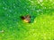 Frog in the pond: A bullfrog submerged in pond with bright green duckweed bloom