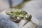 Frog in Pond, green pond frog - Rana esculenta - sitting on stone