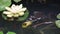 Frog in a pond with lotus leaves