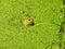 Frog in the Pond: A young bullfrog sits on the edge of a pond covered in a bright green duckweed