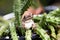 Frog Portrait On Rat Tail Cactus , Frog on Plant Pot,Oblique angle shot