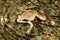 Frog (Rana macrocnemis)