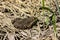 Frog Rana ridibunda pelophylax ridibundus sits on stones on the shore of garden pond. Blurred background. Selective focus. Spring